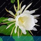 Fresh Epiphyllum Nightblooming Cereus Home Garden Flower Plants Seeds