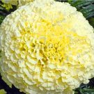 Fresh Big White Vanilla African Marigold Seed Home Garden Decor Flower Plant Flores