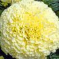 Fresh Big White Vanilla African Marigold Seed Home Garden Decor Flower Plant Flores