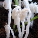 Fresh Monotropa Uniflora Indian Pipe Cheilotheca Humilis w/ White Flowers Seeds
