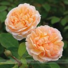 Fresh Lady er Double Bloom Light Orange Rose Shrub Flower Seeds 50 Seeds Cupped