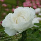 Fresh Bai Dew Snow white Peony Tree Flower Seeds 5 Seeds Big Blooming Flowers