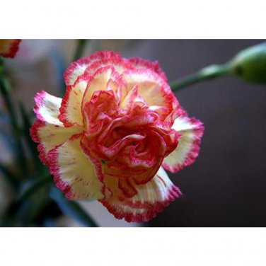 Fresh BELLFARM 200PCS Dianthus Caryophyllus Heirloom Carnation Flower Seeds