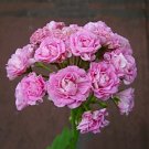 Fresh 10PCS Swanland Pink Australien Pink Rosebud Zonal Geranium Flower Seeds