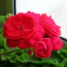 Fresh PAC Red Viva Rosita Zonal Geranium Flower Seeds 10PCS
