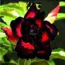 Fresh BELLFARM 20PCS Adenium Seeds Black Yellow White Series