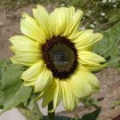 Fresh Lemon Queen Sunflower Helianthus annuus 20 Seeds