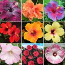 Fresh 20PCS Hibiscus Rosa sinensis Flower Seeds Big Blooms Red Green Blue Purple