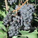 Fresh BELLFARM Bluebell Blue Juice Grape 100 Seeds