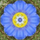 Fresh BELLFARM 100 Seeds Giant Dark Blue Light Blue Flax Linum Usitatissimum