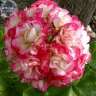 Fresh Geranium Fire red to white to light green Big Blooms Flowers 10seeds