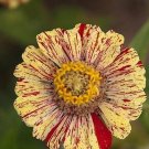 Fresh BELLFARM Zinnia Angustifolia Yellow Red Stripe Annual Garden Flowers Seeds 30PCS