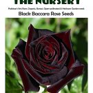Fresh Black Baccara Rose Seeds 50 PCS Professional Pack Fragrant Perennial