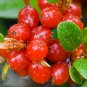 Fresh Wild Buffalo Berry Hardy Seeds 20 PCS Shepherdia Canadensis Sweet Berry