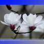 Fresh BELLFARM White Yulan Magnolia Tree Seeds 10 Seeds