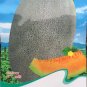 Fresh Big Cantaloupe Sweet Muskmelon Seeds Original Pack 10 Seeds/Pack Sweet Fruit