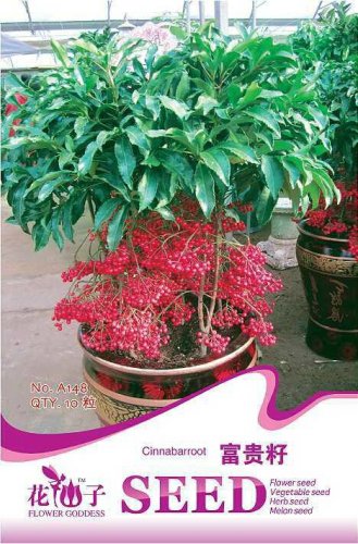 Fresh 10 Seeds Coral Berry Seed Ardisia Crenata Sub Tropical or No Drought or Frost
