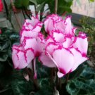 Fresh Cyclamen Mixed 4 Colors Pink Light Pink Purple Bi colors Flowers 5 Seeds
