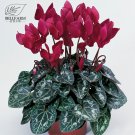 Fresh Cyclamen Purplish Red Light Purple Rose Red Rose Purple Mixed 4 Types 5 Seeds