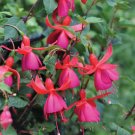 Fresh Hardy Climbing Fuchsia Lady in Black Seeds 50 Seed Professional Pack