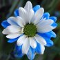 Fresh Ballad of Dueana Chrysanthemum Flowers 50 Seeds White Blue Flowers Perennial