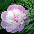 Fresh Pink and White Japanese Peony Flower Seeds