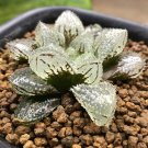 Fresh BELLFARM Haworthia truteriorum Hybrids Gray Semilucent White Succulent Seeds
