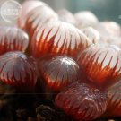 Fresh Haworthia obtusa Hybrid Red Transparent Succulent Seeds 5pcs