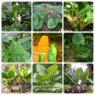 Fresh Alocasia Macrorrhiza Green Giant Taro Seeds 12 Seeds Elephant Ear Taro Dishlia