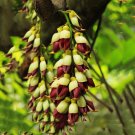Fresh Heirloom Mucuna Pruriens Seeds 5pcs Bengal Velvet Bean Vine Flowers