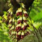 Fresh Heirloom Mucuna Pruriens Seeds 5pcs Bengal Velvet Bean Vine Flowers