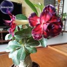 Fresh Tri color Double Adenium 2 Seeds black outer petal red middle