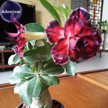 Fresh Tri color Double Adenium 2 Seeds black outer petal red middle