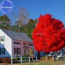 Fresh Autumn Blaze Red Maple Tree 20 Seeds clearly superior tree seeds