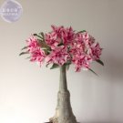 Fresh Feng Wu Double Adenium Desert Rose 2 Seeds