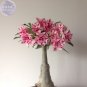 Fresh Feng Wu Double Adenium Desert Rose 2 Seeds
