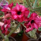 Fresh 2 layer Dark Red Adenium 2 Seeds big blooming petals with black hole desert rose