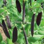 Fresh Heirloom Black Big Pea 5 seeds delicious healthy nutritious vegetables E3602