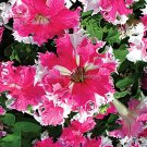 Fresh Rare Colorful Wrinkleds attracting butterfly balcony planting E3597 Seeds