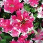 Fresh Rare Colorful Wrinkleds attracting butterfly balcony planting E3597 Seeds
