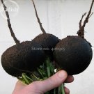 Fresh Black Small Fruit Radish White meat 100 seeds healthy turnip vegetables