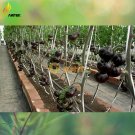 Fresh Black Onyx Tomato 500 Seeds tasty sweet juicy hybrid seeds