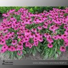Fresh May Jay Red Purple Coneflower Echinacea purpurea Flower 100 seeds SOW MAY SEPT