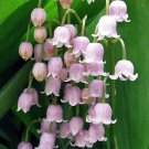 Fresh Feng Die Pink Lily of the valley Convallaria majalis Flower Seeds 50 Seeds/Pack