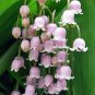 Fresh Feng Die Pink Lily of the valley Convallaria majalis Flower Seeds 50 Seeds/Pack