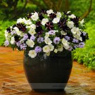 Fresh Pixie Dust Combination Petunia Annual Flower Seeds 100 Seeds / Pack