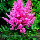 Fresh Younique Cerise Pink Astilbe Flower 100 seeds Positively Bursting Fine Flowers