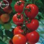 Fresh Solanum lycopersicum L. Tomato Shirley F1 Hybrid 100 seeds tasty tomato