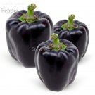 Fresh Black Giant Sweet Bell Pepper Hybrid F1 Vegetables 50 seeds edible giant pepper