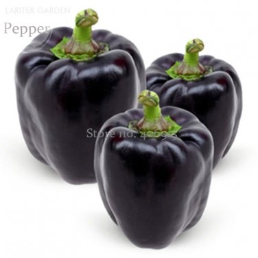 Fresh Black Giant Sweet Bell Pepper Hybrid F1 Vegetables 50 seeds edible giant pepper